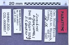 Etiketten zu Zorochros birganjianus (Ôhira & Becker, 1973) (NHMW-ZOO-COL-0006657)